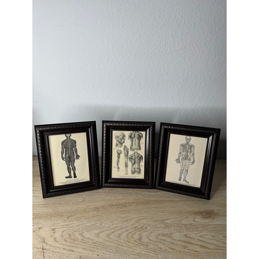 Set of 3 Human Anatomy Framed Art Illustrations Skeleton Muscles Nervous System